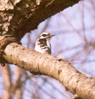 Downy Woodpecker