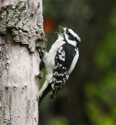 Downy Woodpecker