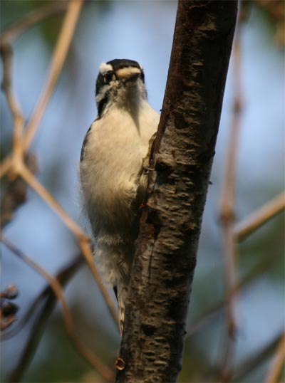 Downy Woodpecker