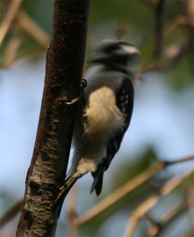 Downy Woodpecker