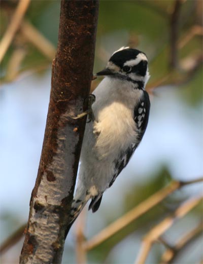 Downy Woodpecker