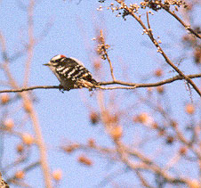 Downy Woodpecker