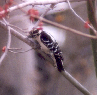 Downy Woodpecker