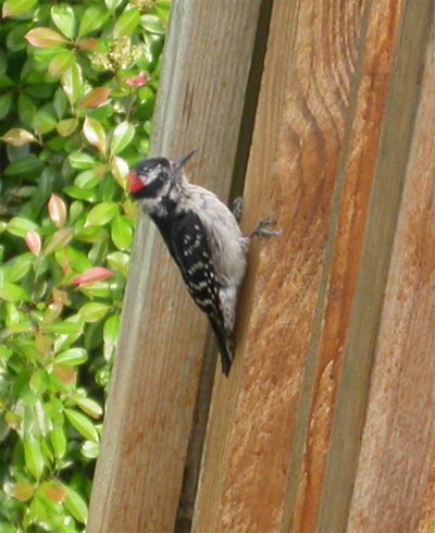 Downy Woodpecker