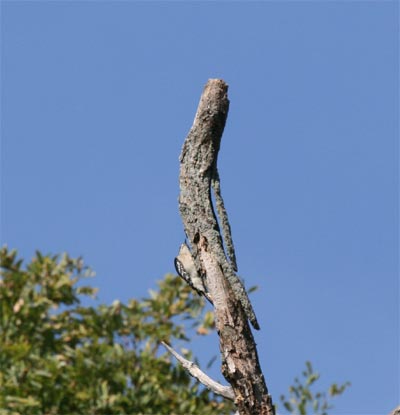 Downy Woodpecker on snag