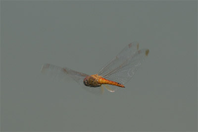 Golden-winged Skimmer
