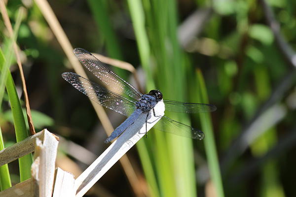 Slaty Skimmer