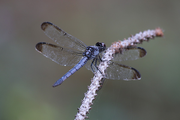 Slaty Skimmer