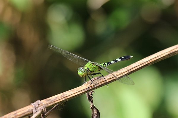 Eastern Pondhawk