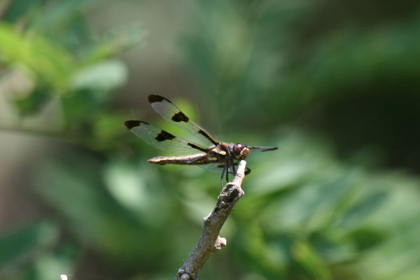Female Twelve-spotted Skimmer