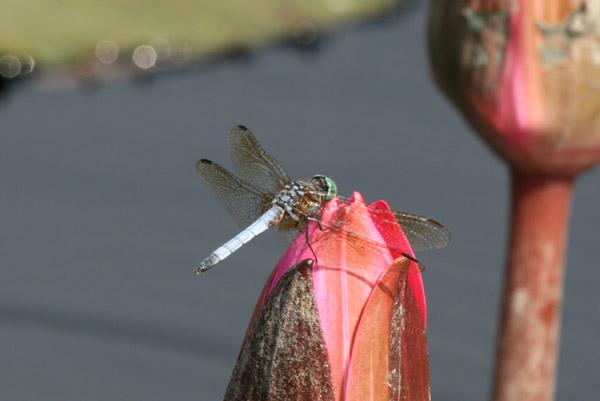 dragonfly3769