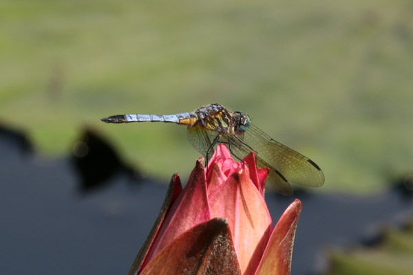 dragonfly3793