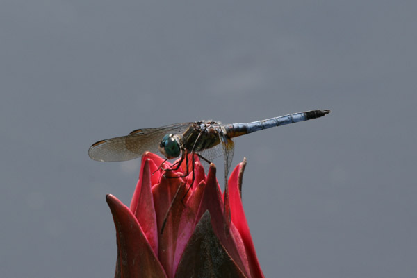 dragonfly3799