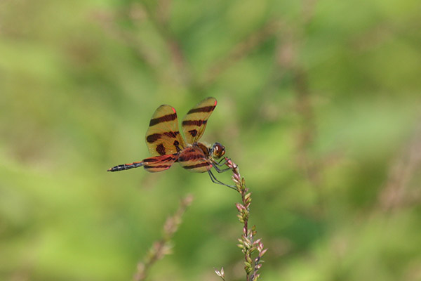 dragonfly4128