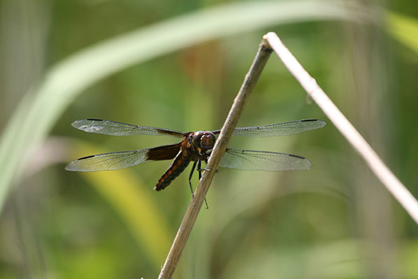 dragonfly4130