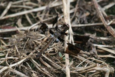 Juvenile Male Common Whitetail