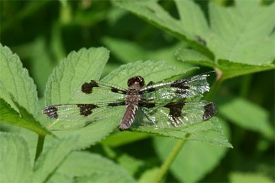 Female Common Whitetail