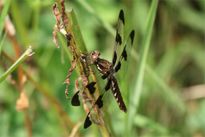 Female Common Whitetail