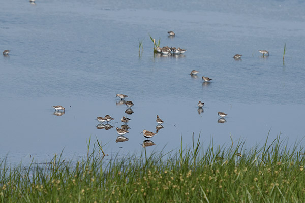 Dunlin