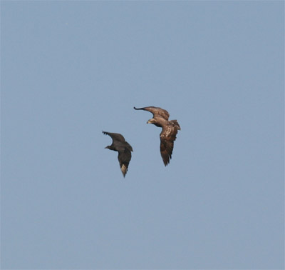 Bald Eagle and Black Vulture