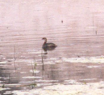 Horned Grebe