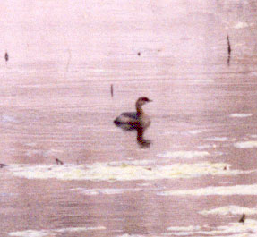 Horned Grebe