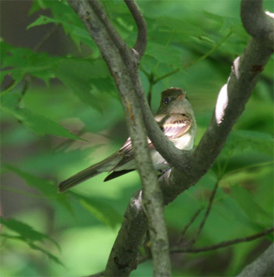 Eastern Wood-Pewee