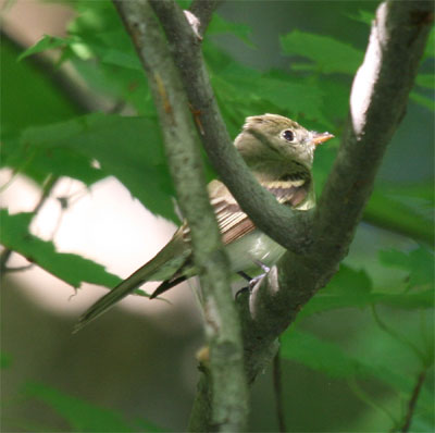 Eastern Wood-Pewee