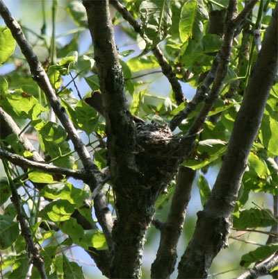 Eastern Wood-Pewee