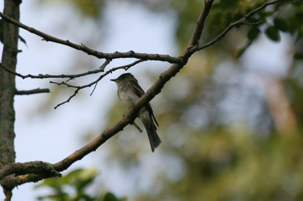 Eastern Wood Pewee