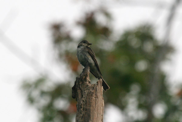 Eastern Wood Pewee