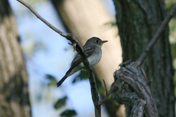 Eastern Wood Pewee