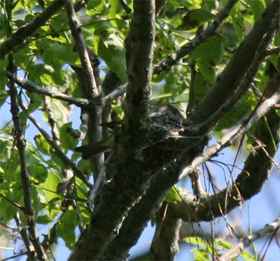 Eastern Wood-Pewee