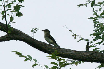 Eastern Wood Pewee