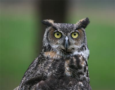 Captive Great Horned Owl