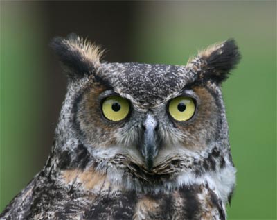 Captive Great Horned Owl