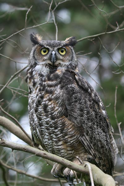 Captive Great Horned Owl
