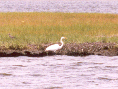 Great Egret