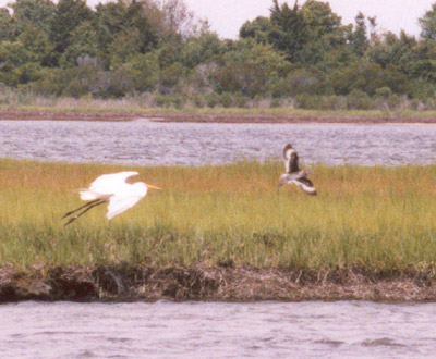 Willet