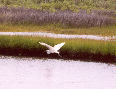 Great Egret