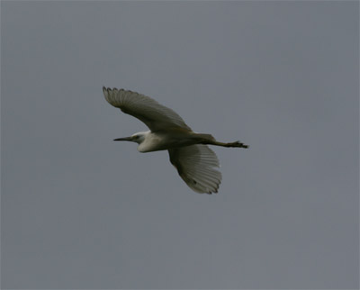 Immature Little Blue Heron