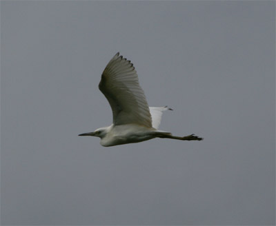 Immature Little Blue Heron