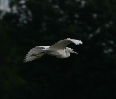 Immature Little Blue Heron