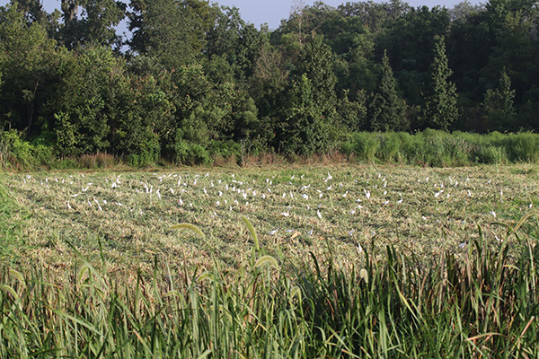 Egrets