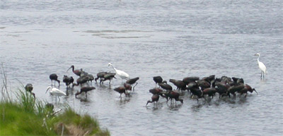 Egrets and Ibis