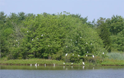 Egrets in tree