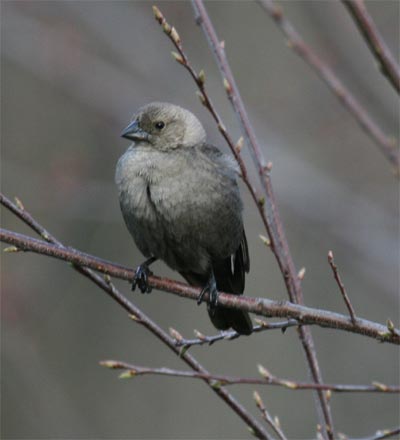 Female Brown-headed Cowbird