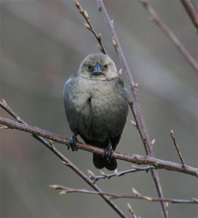 Female Brown-headed Cowbird