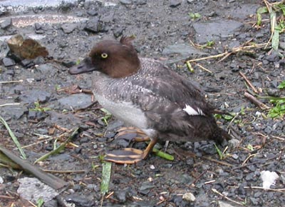 Common Goldeneye