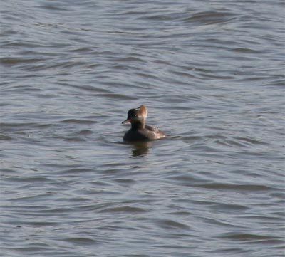 female Hooded Merganser